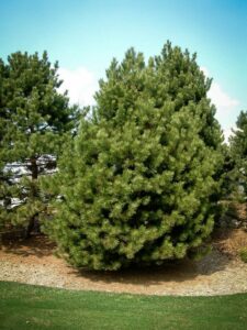 Сосна Чёрная (Pinus Nigra) купить по цене от 270.00р. в интернет-магазине «Посадика» с доставкой почтой в в Карачаевске и по всей России – [изображение №1].