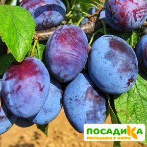 Слива Чачакская ранняя купить по цене от 229.00р. в интернет-магазине «Посадика» с доставкой почтой в в Карачаевске и по всей России – [изображение №1].