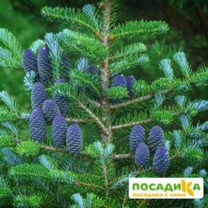 Пихта корейская (Abies koreana) купить по цене от 450.00р. в интернет-магазине «Посадика» с доставкой почтой в в Карачаевске и по всей России – [изображение №1].