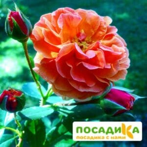 Роза Арабия купить по цене от 350.00р. в интернет-магазине «Посадика» с доставкой почтой в в Карачаевске и по всей России – [изображение №1].