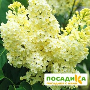 Сирень Примроуз (Primrose) купить по цене от 529.00р. в интернет-магазине «Посадика» с доставкой почтой в в Карачаевске и по всей России – [изображение №1].