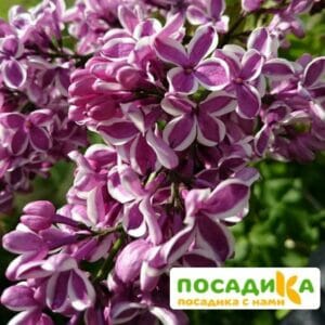 Сирень Сенсация купить по цене от 529.00р. в интернет-магазине «Посадика» с доставкой почтой в в Карачаевске и по всей России – [изображение №1].