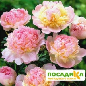 Пион Распберри Сандей (Paeonia Raspberry Sundae) купить по цене от 959р. в интернет-магазине «Посадика» с доставкой почтой в в Карачаевске и по всей России – [изображение №1].