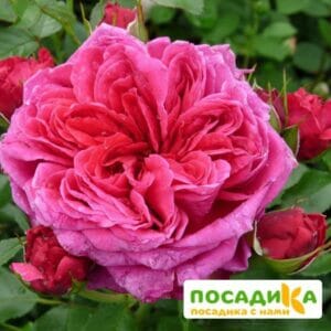 Шраб Роза Соул купить по цене от 390.00р. в интернет-магазине «Посадика» с доставкой почтой в в Карачаевске и по всей России – [изображение №1].