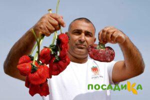 Клубника Гигант Джорнея купить по цене от 266р. в интернет-магазине «Посадика» с доставкой почтой в в Карачаевске и по всей России – [изображение №1].