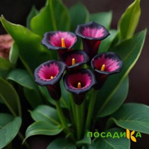 Калла Аура Лейс купить по цене от 400р. в интернет-магазине «Посадика» с доставкой почтой в в Карачаевске и по всей России – [изображение №1].