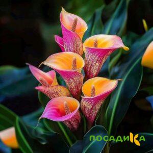 Калла Оникс купить по цене от 450р. в интернет-магазине «Посадика» с доставкой почтой в в Карачаевске и по всей России – [изображение №1].