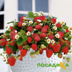 Клубника Рубиновый Шепот (горшечная) купить по цене от 240р. в интернет-магазине «Посадика» с доставкой почтой в в Карачаевске и по всей России – [изображение №1].