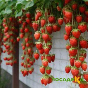 Клубника вьющаяся Комплимент купить по цене от 470р. в интернет-магазине «Посадика» с доставкой почтой в в Карачаевске и по всей России – [изображение №1].
