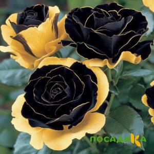Роза Ханни Сикл купить по цене от 700р. в интернет-магазине «Посадика» с доставкой почтой в в Карачаевске и по всей России – [изображение №1].