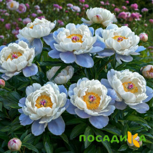 Пион акварельный Этюд купить по цене от 806р. в интернет-магазине «Посадика» с доставкой почтой в в Карачаевске и по всей России – [изображение №1].