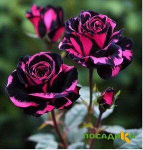 Роза Багровый Шепот купить по цене от 366р. в интернет-магазине «Посадика» с доставкой почтой в в Карачаевске и по всей России – [изображение №1].