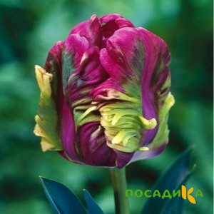 Тюльпан Экзотик Хэвен купить по цене от 186р. в интернет-магазине «Посадика» с доставкой почтой в в Карачаевске и по всей России – [изображение №1].