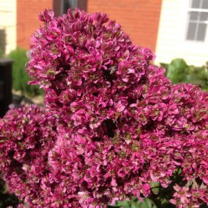 Флокс Филингс купить по цене от 329р. в интернет-магазине «Посадика» с доставкой почтой в в Карачаевске и по всей России – [изображение №1].