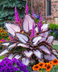 Хоста Кримэн Дрим купить по цене от 549р. в интернет-магазине «Посадика» с доставкой почтой в в Карачаевске и по всей России – [изображение №1].