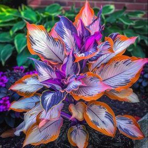 Хоста Эмеральд Тиара купить по цене от 602р. в интернет-магазине «Посадика» с доставкой почтой в в Карачаевске и по всей России – [изображение №1].