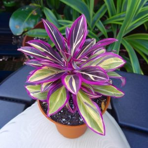 Хоста Сильвер Стик купить по цене от 650р. в интернет-магазине «Посадика» с доставкой почтой в в Карачаевске и по всей России – [изображение №1].