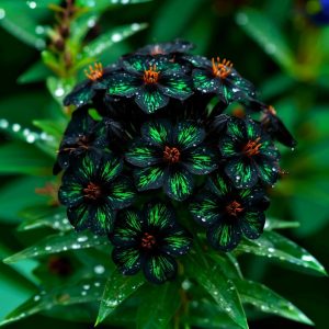 Флокс Ривьера купить по цене от 299р. в интернет-магазине «Посадика» с доставкой почтой в в Карачаевске и по всей России – [изображение №1].