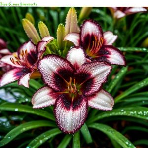 Лилейник Крим Сикл купить по цене от 799р. в интернет-магазине «Посадика» с доставкой почтой в в Карачаевске и по всей России – [изображение №1].