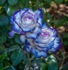 Роза Пэтолз Хоуп купить по цене от 333р. в интернет-магазине «Посадика» с доставкой почтой в в Карачаевске и по всей России – [изображение №1].