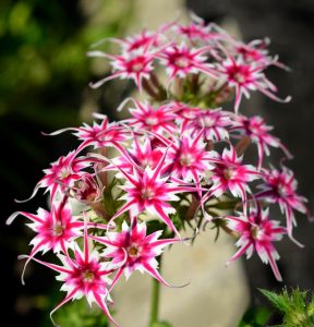 Флокс Метельчатый Путь купить по цене от 456р. в интернет-магазине «Посадика» с доставкой почтой в в Карачаевске и по всей России – [изображение №1].