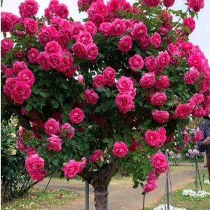 Роза Версаля купить по цене от 232р. в интернет-магазине «Посадика» с доставкой почтой в в Карачаевске и по всей России – [изображение №1].