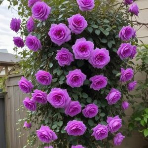 Роза Мистик Уайт купить по цене от 620р. в интернет-магазине «Посадика» с доставкой почтой в в Карачаевске и по всей России – [изображение №1].