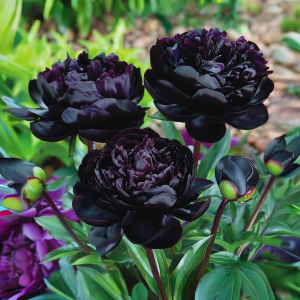 Пион Королевский Бархат купить по цене от 419р. в интернет-магазине «Посадика» с доставкой почтой в в Карачаевске и по всей России – [изображение №1].