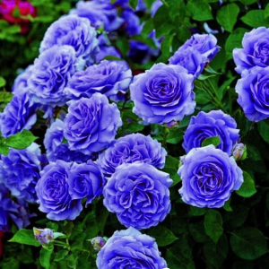 Роза Блю Мун купить по цене от 450р. в интернет-магазине «Посадика» с доставкой почтой в в Карачаевске и по всей России – [изображение №1].