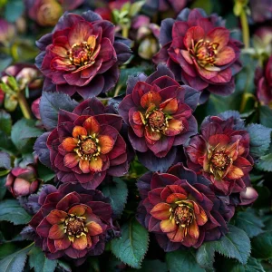 Морозник Сноу Дроп купить по цене от 348р. в интернет-магазине «Посадика» с доставкой почтой в в Карачаевске и по всей России – [изображение №1].