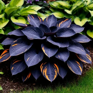 Хоста Умбра купить по цене от 349р. в интернет-магазине «Посадика» с доставкой почтой в в Карачаевске и по всей России – [изображение №1].