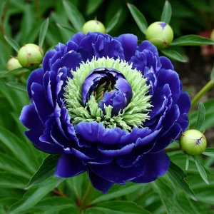 Пион Дримвивер купить по цене от 417р. в интернет-магазине «Посадика» с доставкой почтой в в Карачаевске и по всей России – [изображение №1].