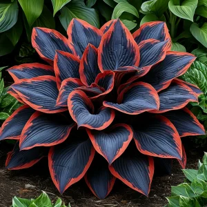 Хоста Солнечный Агат купить по цене от 440р. в интернет-магазине «Посадика» с доставкой почтой в в Карачаевске и по всей России – [изображение №1].