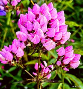 Флокс Бутоник купить по цене от 461р. в интернет-магазине «Посадика» с доставкой почтой в в Карачаевске и по всей России – [изображение №1].