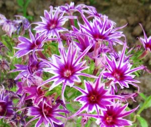 Флокс Звездное Кружево купить по цене от 361р. в интернет-магазине «Посадика» с доставкой почтой в в Карачаевске и по всей России – [изображение №1].