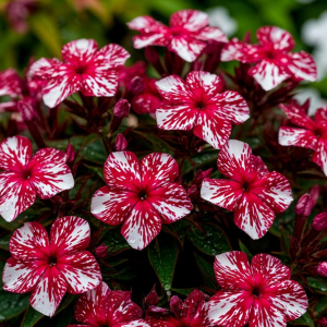 Флокс Ливер Гриммер купить по цене от 590р. в интернет-магазине «Посадика» с доставкой почтой в в Карачаевске и по всей России – [изображение №1].