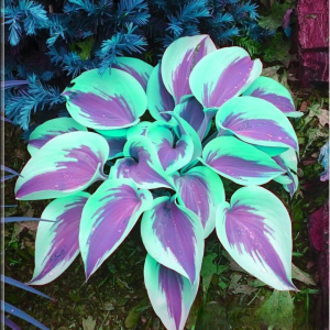 Хоста Висперин Бьюти купить по цене от 379р. в интернет-магазине «Посадика» с доставкой почтой в в Карачаевске и по всей России – [изображение №1].