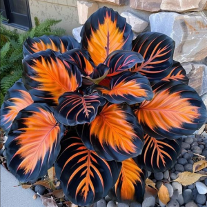 Хоста Сикрет Форест купить по цене от 601р. в интернет-магазине «Посадика» с доставкой почтой в в Карачаевске и по всей России – [изображение №1].