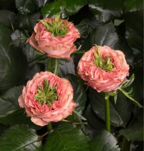 Роза Амбер Инчант купить по цене от 495р. в интернет-магазине «Посадика» с доставкой почтой в в Карачаевске и по всей России – [изображение №1].