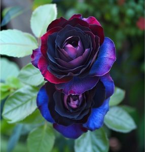 Роза Скарлет Рэвери купить по цене от 489р. в интернет-магазине «Посадика» с доставкой почтой в в Карачаевске и по всей России – [изображение №1].