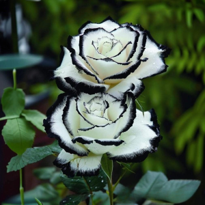 Роза Силк Ивин купить по цене от 319р. в интернет-магазине «Посадика» с доставкой почтой в в Карачаевске и по всей России – [изображение №1].