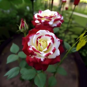 Роза Роял Глом купить по цене от 401р. в интернет-магазине «Посадика» с доставкой почтой в в Карачаевске и по всей России – [изображение №1].