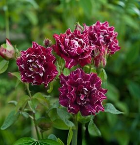 Роза Опаловый Пейзаж купить по цене от 490р. в интернет-магазине «Посадика» с доставкой почтой в в Карачаевске и по всей России – [изображение №1].