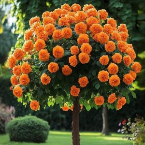 Роза Солнечный Шарм купить по цене от 349р. в интернет-магазине «Посадика» с доставкой почтой в в Карачаевске и по всей России – [изображение №1].