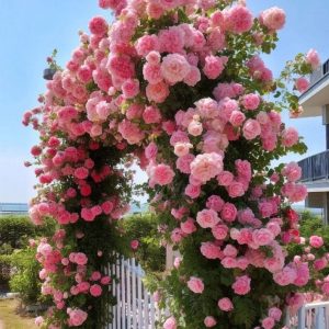 Роза Пастель Розе купить по цене от 605р. в интернет-магазине «Посадика» с доставкой почтой в в Карачаевске и по всей России – [изображение №1].