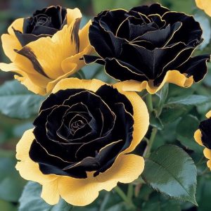 Роза Ханни Сикл купить по цене от 700р. в интернет-магазине «Посадика» с доставкой почтой в в Карачаевске и по всей России – [изображение №1].