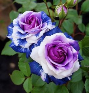 Роза Айвори Каскад купить по цене от 420р. в интернет-магазине «Посадика» с доставкой почтой в в Карачаевске и по всей России – [изображение №1].