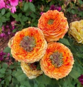 Роза Золотой Мираж купить по цене от 420р. в интернет-магазине «Посадика» с доставкой почтой в в Карачаевске и по всей России – [изображение №1].