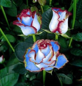 Роза Сафайер Пэтл купить по цене от 450р. в интернет-магазине «Посадика» с доставкой почтой в в Карачаевске и по всей России – [изображение №1].