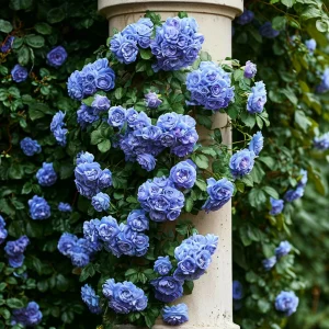 Роза плетистая Блю Перпл купить по цене от 540р. в интернет-магазине «Посадика» с доставкой почтой в в Карачаевске и по всей России – [изображение №1].